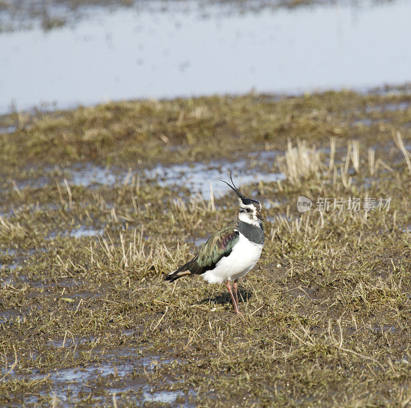 田凫(Vanellus Vanellus)